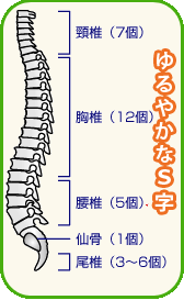 脊柱